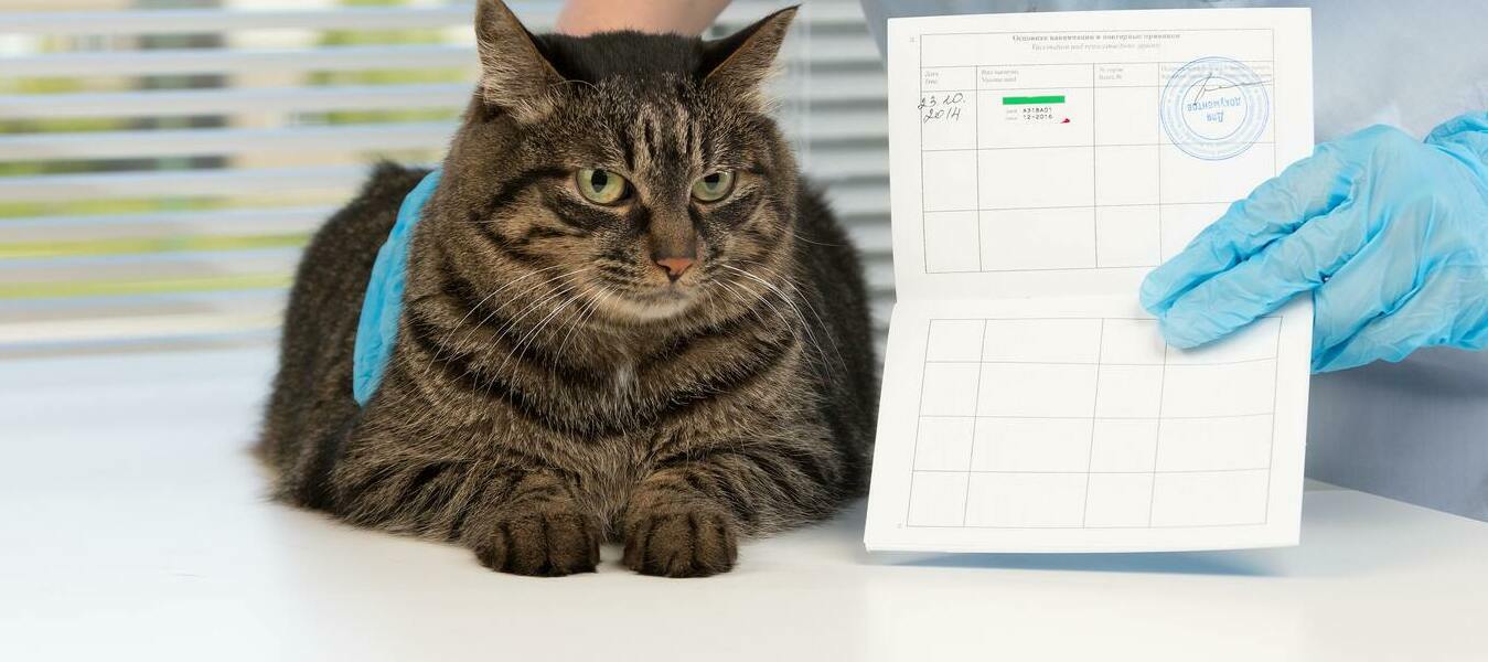 кот и ветеринарный паспорт