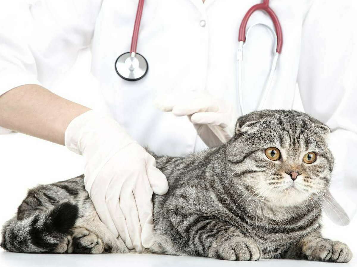 ветеринар с кошкой