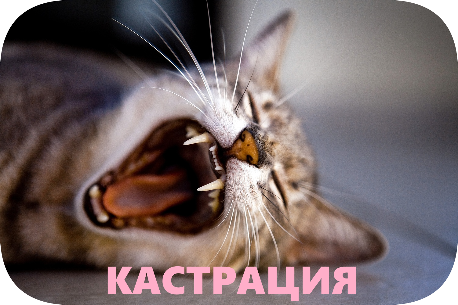 Уникальная услуга